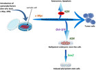 Ten years of progress and promise of induced pluripotent stem cells ...