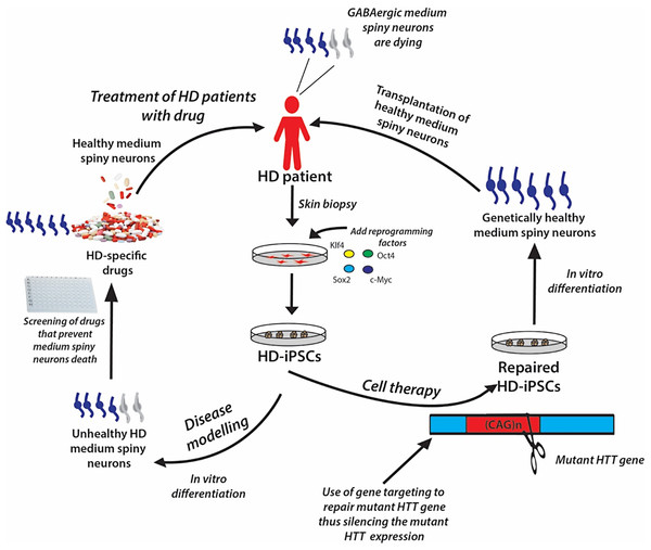 A schematic showing the potential applications of human iPSC technology for disease modelling, drug discovery and cell therapy using Huntington’s disease (HD) as an example.