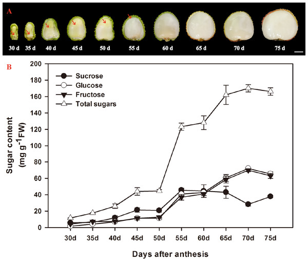 Changes in aril growth (A) and the contents of sucrose, glucose, fructose, and total sugars (B) of Litchi chinensis Sonn. cv. Feizixiao during fruit development.
