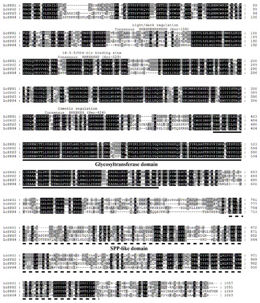 Alignment analysis of deduced amino acid sequences of four LcSPS proteins.