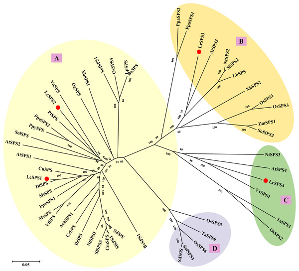 Phylogenetic analysis of the SPS proteins from litchi and other plants.