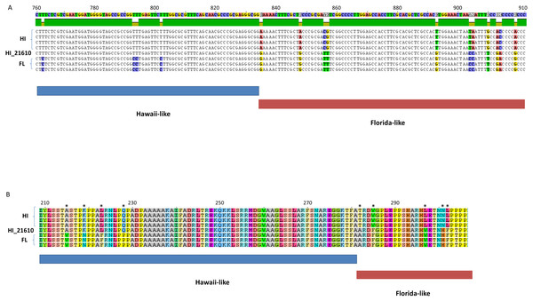 Partial DNA sequence (A) and amino acid alignments (B) for the F-UL17 gene.