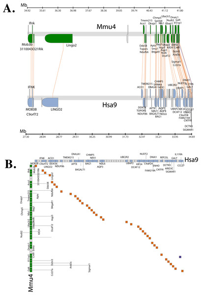 Conserved Synteny between human and mouse genomes.