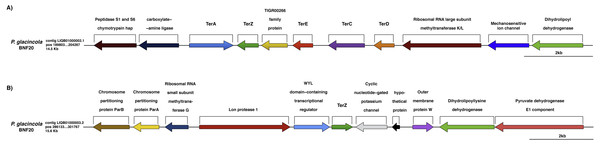 Genomic context of the ter genes harbored by P. glacincola BNF20.