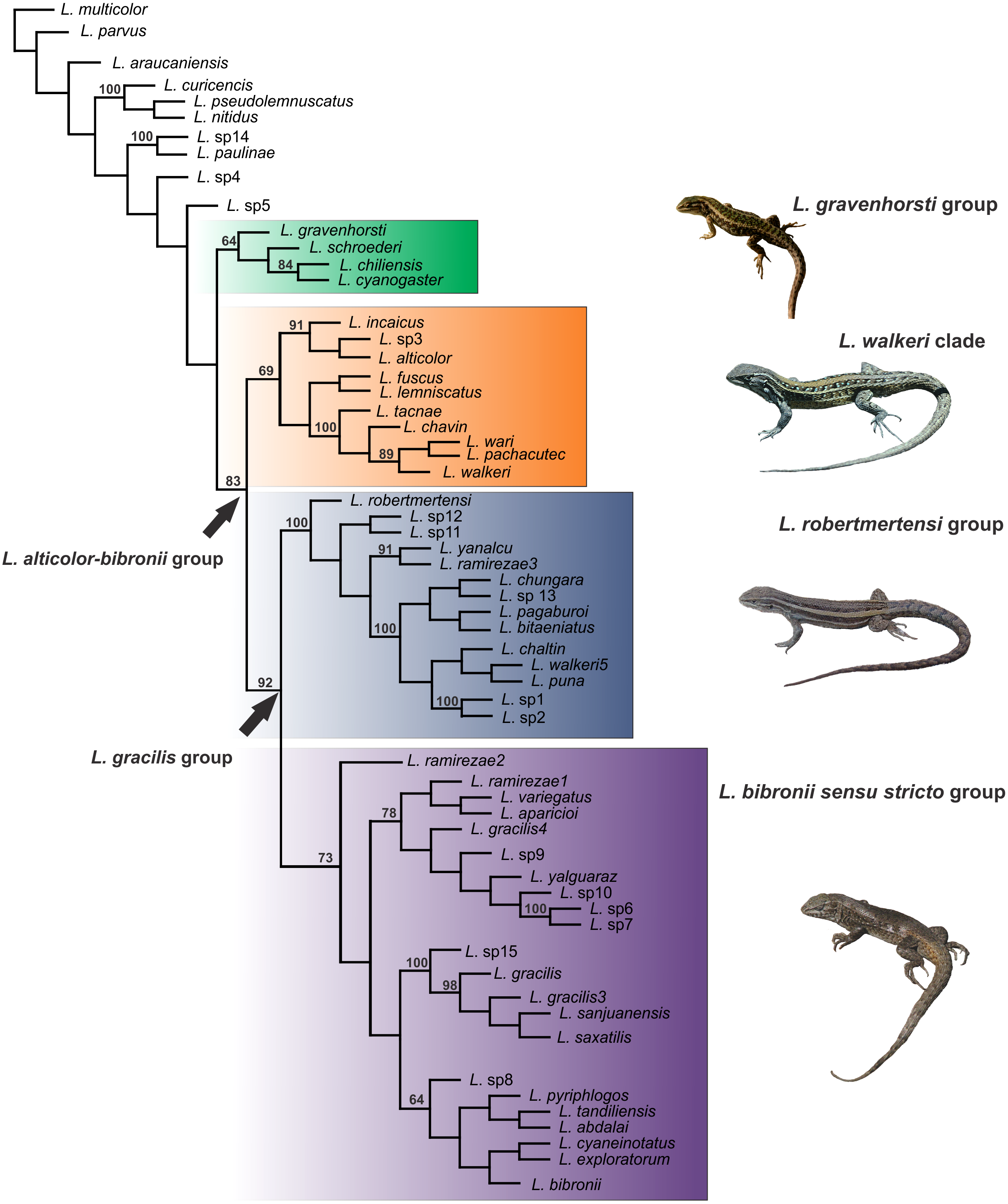 Phylogeny, time divergence, and historical biogeography of the