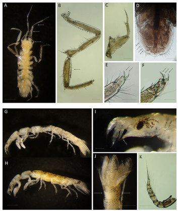 Marine exotic isopods from the Iberian Peninsula and nearby waters [PeerJ]