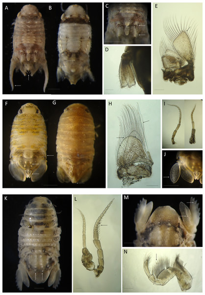 Useful morphological details for identification of marine exotic isopods on fouling communities associated to marinas (Family Sphaeromatidae).