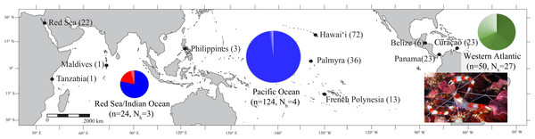 Map of the sample locations for Stenopus hispidus depicting the number of individuals (n) and number of haplotypes (Nh) sampled at each location.