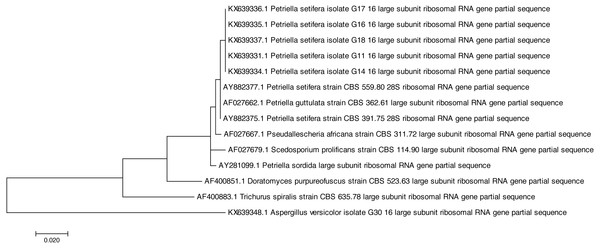 Phylogenetic tree based on the D2 region of LSU rRNA sequences of Petriella setifera strains.