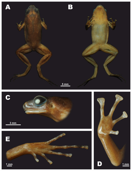 The male holotype of Siamophryne troglodytes Gen. et sp. nov. (AUP-00500) in preservative