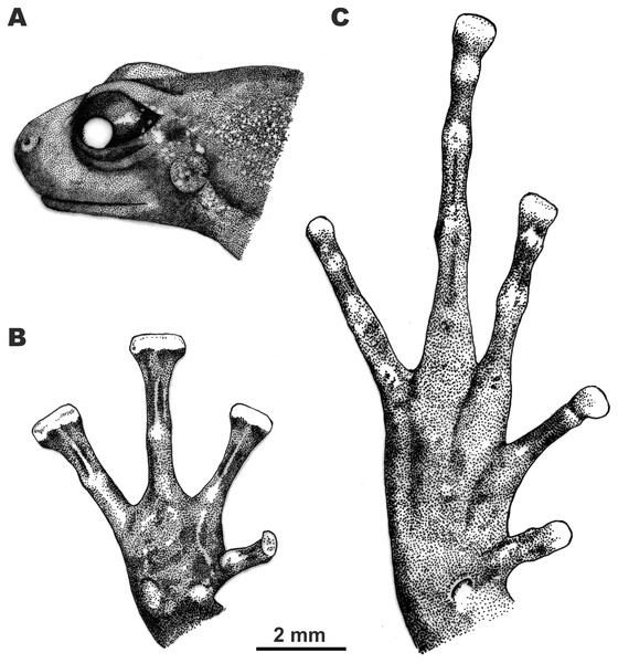 Morphological details of the male holotype of Siamophryne troglodytes Gen. et sp. nov. (AUP-00500) in preservative.