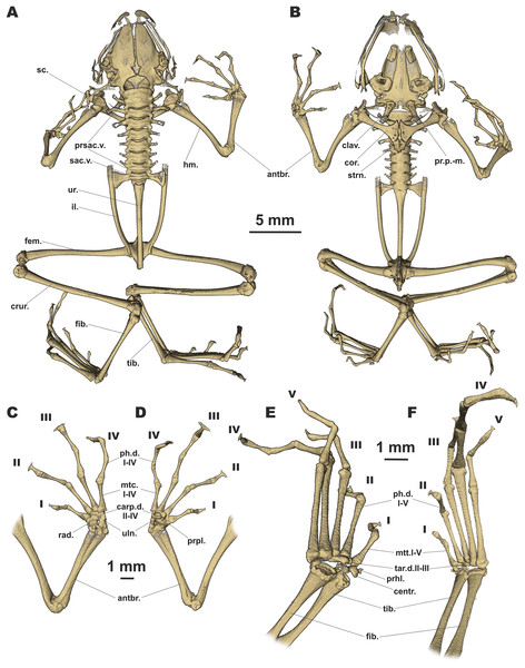 Osteology of Siamophryne troglodytes Gen. et sp. nov. (paratype, ZMMU A-5818).