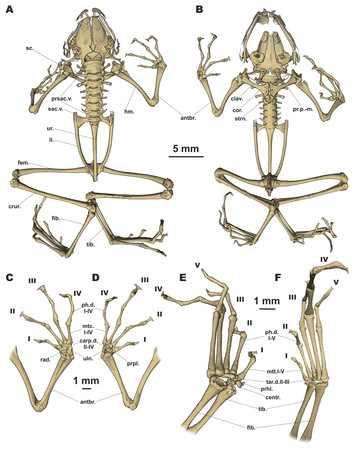 A striking new genus and species of cave-dwelling frog (Amphibia: Anura ...