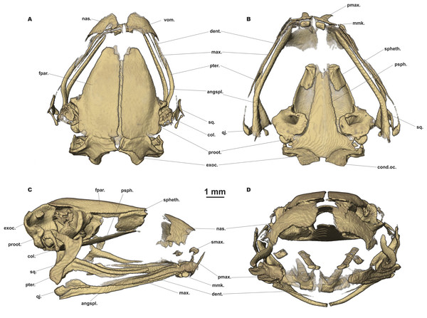 Head skeleton of Siamophryne troglodytes Gen. et sp. nov. (male paratype, ZMMU A-5818).