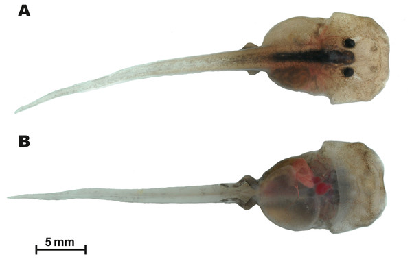 Tadpole of Siamophryne troglodytes Gen. et sp. nov. in life (AUP-00509; Gosner stage 36).