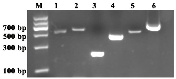 Cloning of the reference genes and PDS and ChlH gene fragments in S. pseudocapsicum.
