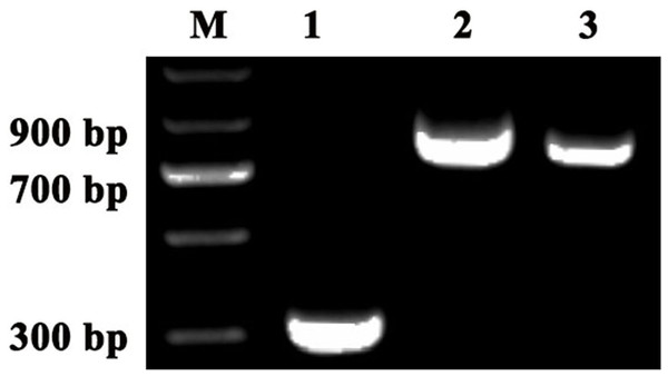 Detection of TRV2 and the TRV2-SpPDS and TRV2-SpChlH plasmids.