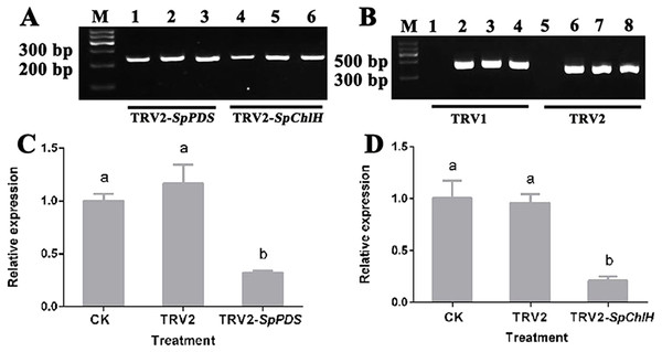Detection of the SpPDS and SpChlH expression levels and TRV transcripts after VIGS.