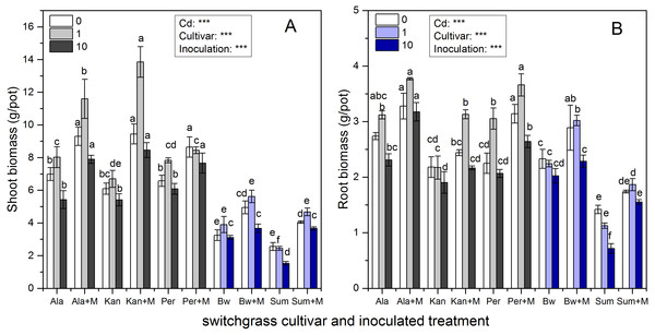The biomass in the shoots (A) and roots (B) of five switchgrass cultivars with the NM (non-inoculated with AMF) and M (inoculated with AMF, +M) treatments under 0, 1 and 10 mg/kg Cd addition.