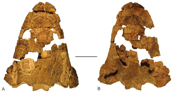 Skull of Metoposaurus krasiejowensis from the Upper Triassic of southwest Poland (UOPB 01029) used in the histological study, in dorsal (A) and palatal (B) views.