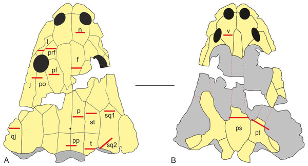 Sectioning planes of dermal bones of skull of Metoposaurus krasiejowensis (UOPB 01029) in dorsal (A) and palatal (B) views.