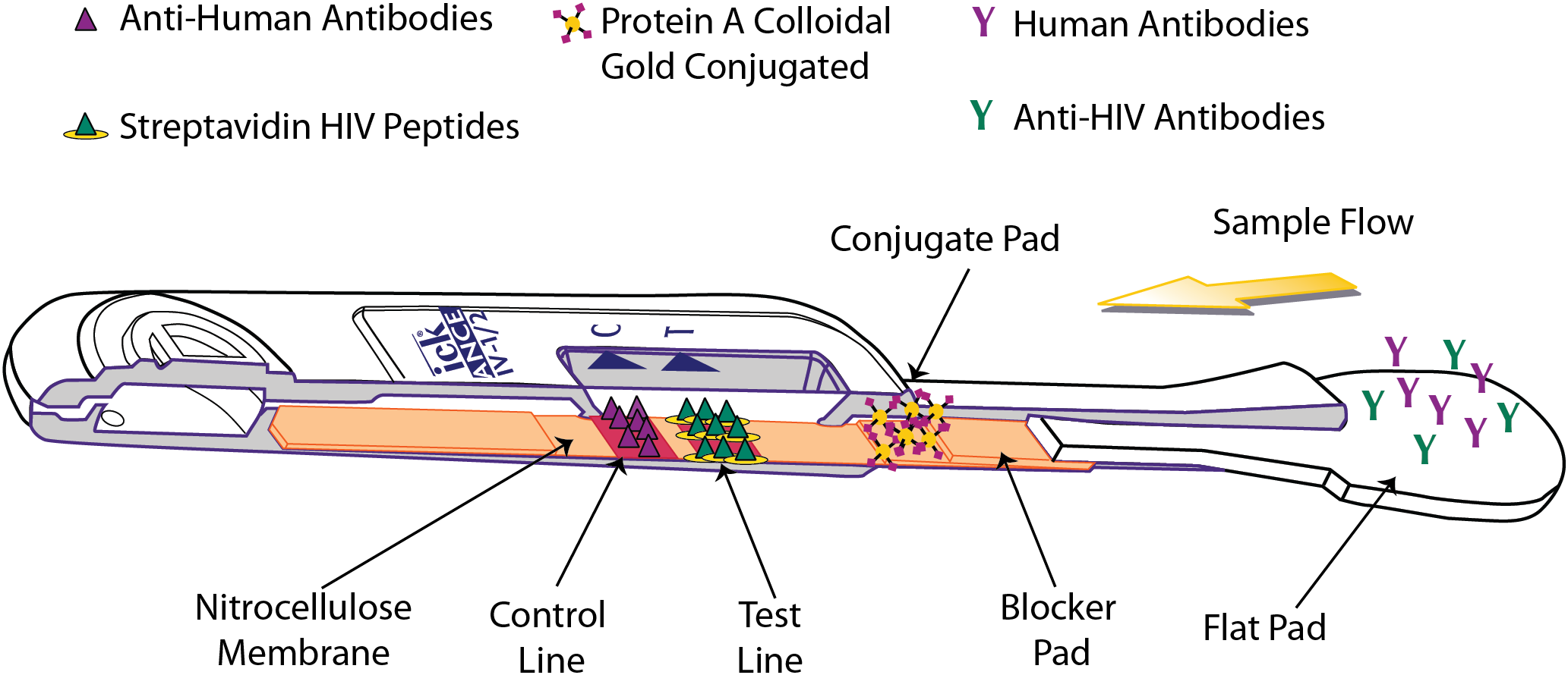 Human Anti Hiv Igm Detection By The Oraquick Advance Rapid Hiv 1 2 Antibody Test Peerj