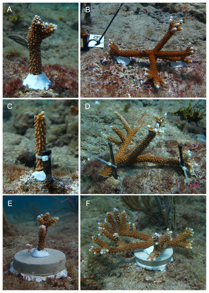 Outplanted Acropora cervicornis colonies using three attachment techniques: two-part epoxy (A, B), masonry nail and cable tie (C, D) or cement puck (E, F) and four colony size classes: small (5–15 cm), medium (16–35 cm), large (36–60 cm), and x-large (>60 cm), pictured here are small, vertically outplanted (A, C, E) and x-large, horizontally outplanted colonies (B, D, F).