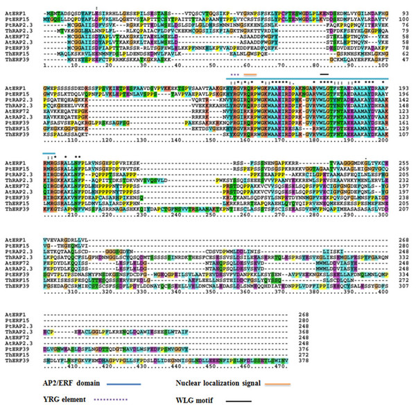 Alignment among the amino acid sequences of ThERF15, ThERF39 and ThRAP2.3 with ERFs of Arabidopsis and Populus protein sequences using the ClustalX program.