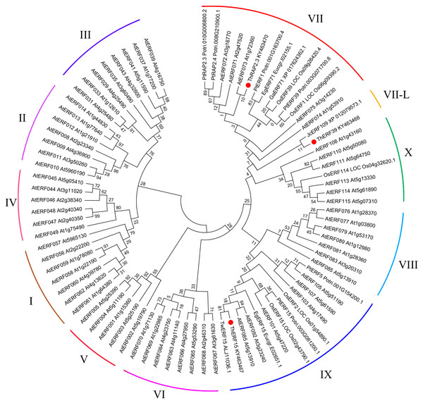 Phylogenetic analysis of the ERF protein family.