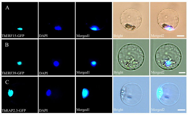 Subcellular localization of ThERF15, ThERF39 and ThRAP2.3 in Populus protoplasts.
