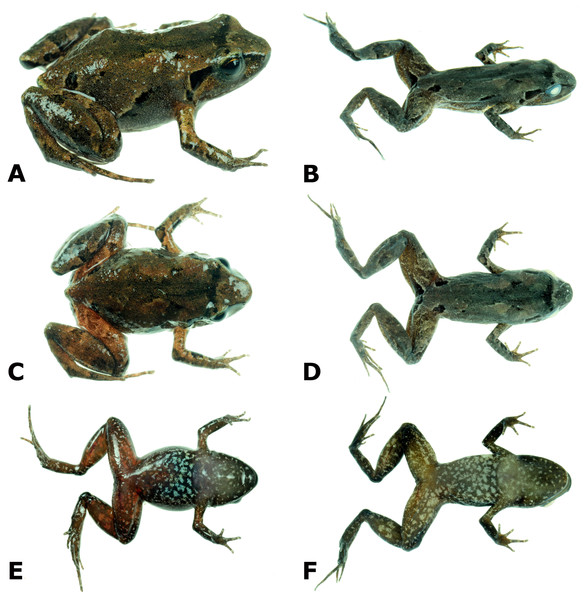 Photographs of live and preserved specimen of the holotype of Psychrophrynella glauca sp. n.