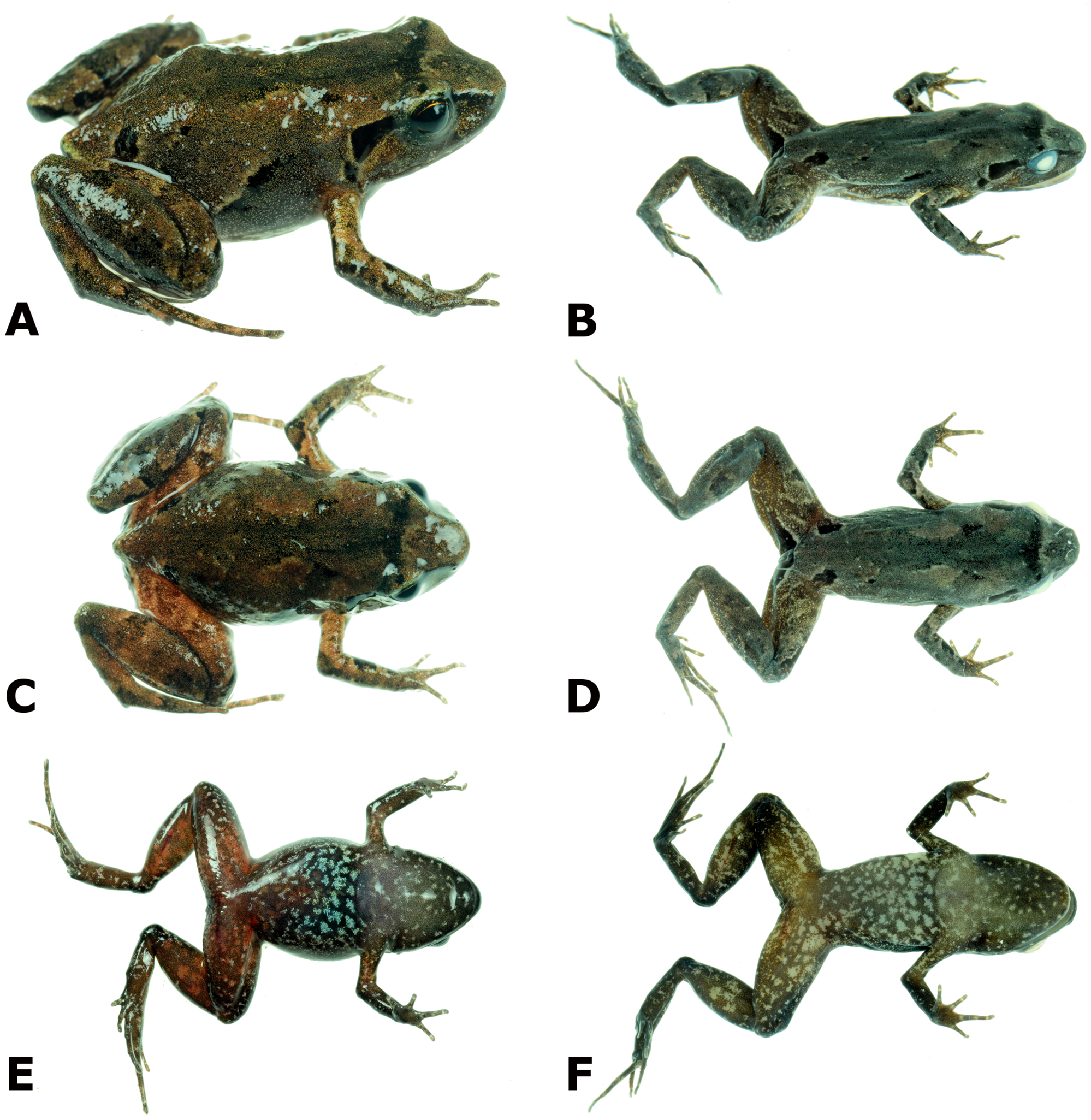 Psychrophrynella glauca sp. n., a new species of terrestrial-breeding frogs  (Amphibia, Anura, Strabomantidae) from the montane forests of the Amazonian  Andes of Puno, Peru [PeerJ]