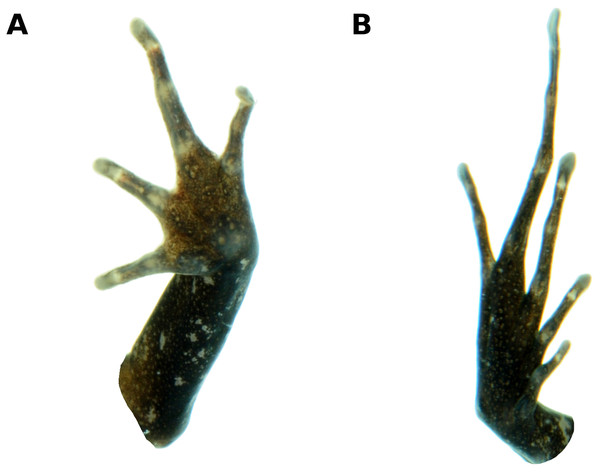 Palmar and plantar surfaces of the holotype of Psychrophrynella glauca sp. n.