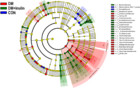 Inulin-type fructan improves diabetic phenotype and gut microbiota ...