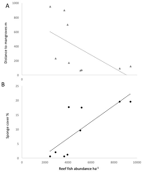 Correlation of reef fish abundance (w/o small-bodied fish) and (A) distance to mangroves or (B) sponge percent cover.