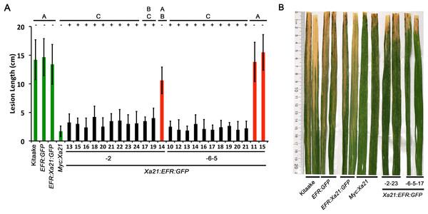 Rice expressing Xa21:EFR:GFP are resistant to Xoo infection.