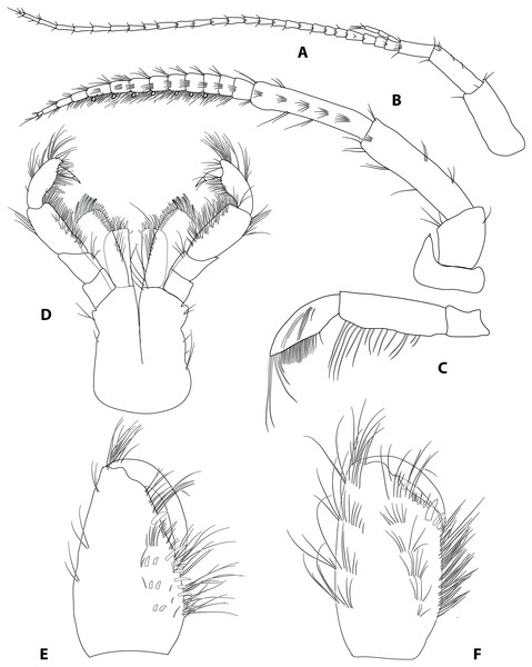 Gammarus plaitisi sp. nov. male, paratype, 13 mm, locus typicus, Fodele, Crete.
