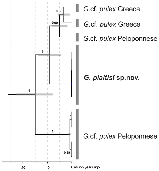 Maximum clade credibility, time-calibrated Bayesian reconstruction of phylogeny of the Gammarus plaitisi sp. nov. with members of Gammarus cf. pulex from Peloponnese and Northern Greece.