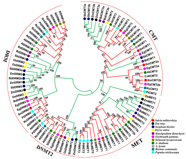 Phylogenetic analysis of C5-MTase proteins from eleven plant species.