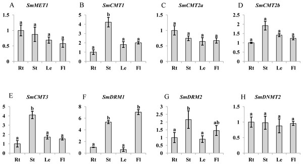 Transcript abundance of SmMET1 (A), SmCMT1 (B), SmCMT2a (C), SmCMT2b (D), SmCMT3 (E), SmDRM1 (F), SmDRM2 (G), and SmDNMT2 (H) in roots (Rt), Stems (St), leaves (Le) and flowers (Fl) of S. miltiorrhiza.