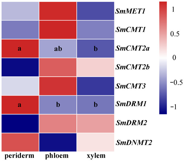 Transcript levels of SmC5-MTases in periderm, phloem and xylem of S.miltiorrhiza roots.