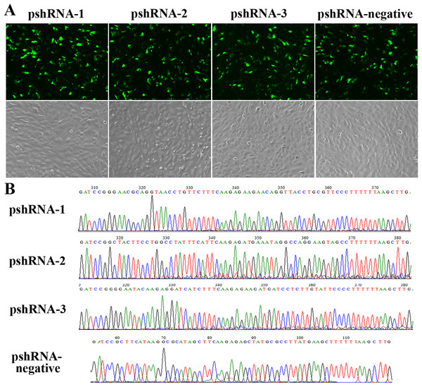 Construction and identification the efficiency of MTNR1B RNAi recombinant plasmids in bovine GCs.