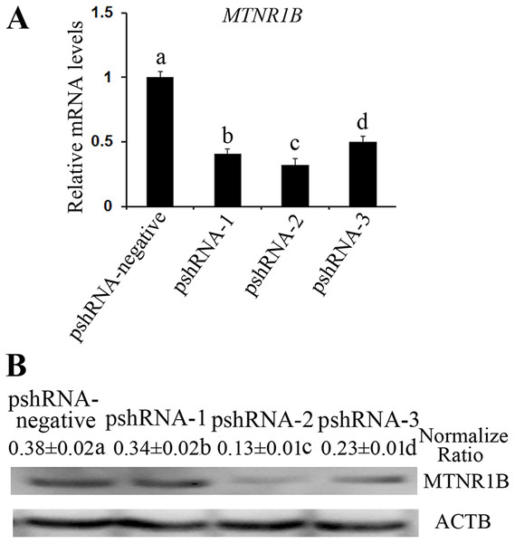 Identification the transfection efficiency of pshRNA-1, pshRNA-2, pshRNA-3, and pshRNA-negative at 48 h after transfection in bovine GCs.