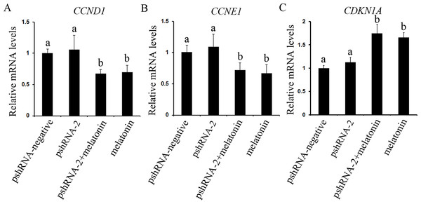 Effects of MTNR1B gene silencing and melatonin supplementation on the expression of cell cycle factors (CCND1, CCNE1, and CDKN1A).