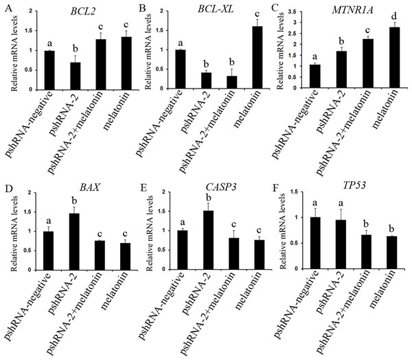 Effect of MTNR1B silencing and melatonin supplementation on the expressions of apoptosis related genes (BCL2, BCL-XL, TP53, BAX, CASP3, and MTNR1A).