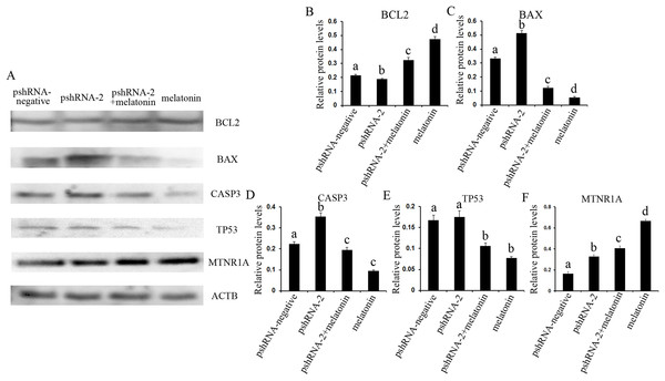 Effect of MTNR1B silencing and melatonin supplementation on the expression of apoptosis related protein (BCL2, TP53, BAX, CASP3, and MTNR1A) in GCs.