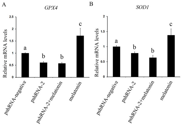 Effects of MTNR1B gene silencing and melatonin supplementation on expression of SOD1 and GPX4.