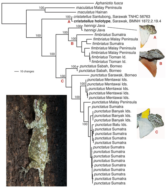Phylogenetic tree for the Draco fimbriatus group including the D. cristatellus holotype.