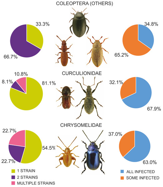 Diversity of Wolbachia infection in Coleoptera with respect to shares of infected individuals within species and numbers of strains found in beetles.