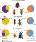 Current state of knowledge on Wolbachia infection among Coleoptera: a ...